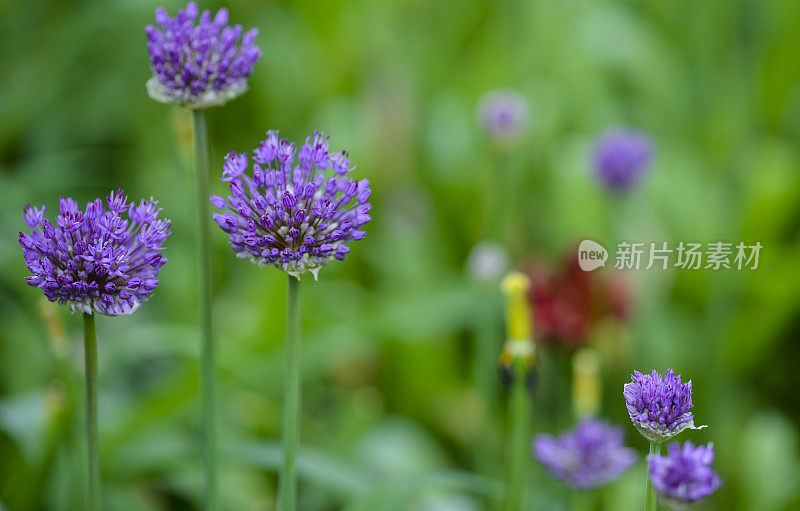 花(附Apo Sonnar 135mm F2)